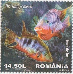 Colnect-1340-671-Firemouth-Cichlid-Thorichthys-meeki.jpg