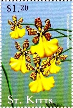 Colnect-3483-375-Oncidium-splendidum.jpg