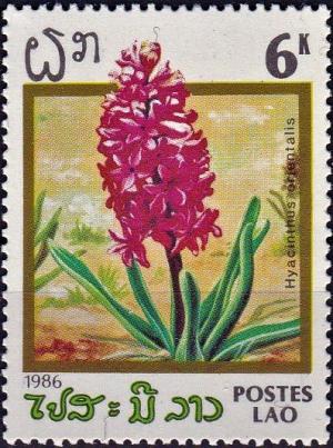 Colnect-4031-779-Hyacinthus-orientalis.jpg