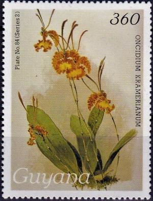 Colnect-4113-669-Oncidium-kramerianum.jpg