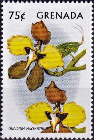 Colnect-4407-947-Oncidium-Macranthum.jpg