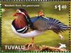 Colnect-4021-351-Mandarin-Duck%C2%A0%C2%A0%C2%A0%C2%A0Aix-galericulata.jpg