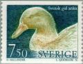 Colnect-164-851-Swedish-yellow-duck-Anas-platyrhynchos-domestica.jpg