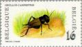 Colnect-187-127-Field-Cricket-Gryllus-campestris.jpg