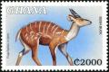 Colnect-4236-112-Bush-Buck-Tragelaphus-scriptus.jpg