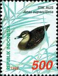 Colnect-4824-721-Pacific-Black-Duck-Anas-superciliosa-.jpg