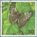 Colnect-671-127-Caribbean-Cracker-Hamadryas-ferox-diasia.jpg