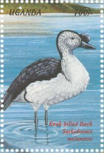 Colnect-1715-804-Knob-billed-Duck%C2%A0Sarkidiornis-melanotos%C2%A0%C2%A0.jpg