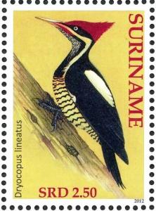 Colnect-3837-159-Lineated-Woodpecker%C2%A0%C2%A0%C2%A0%C2%A0Dryocopus-lineatus.jpg