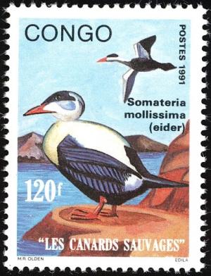 Colnect-2947-715-Eider-Duck-Somateria-mollissima.jpg