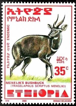 Colnect-3554-465-Menelik--s-Bushbuck-Tragelaphus-scriptus-meneliki.jpg