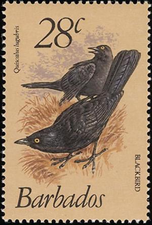 Colnect-578-223-Carib-Grackle-Quiscalus-lugubris.jpg