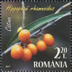 Colnect-5843-291-Common-Sea-Buckthorn-Hippopha%C3%AB-rhamnoides.jpg