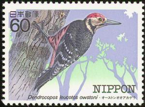 Colnect-608-840-White-backed-Woodpecker-Dendrocopos-leucotos-owstoni-.jpg