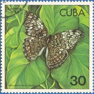 Colnect-671-127-Caribbean-Cracker-Hamadryas-ferox-diasia.jpg