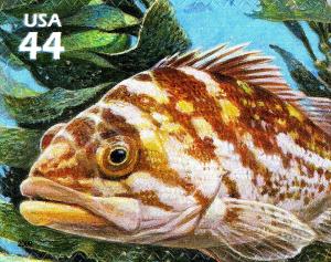 Colnect-771-735-Copper-Rockfish-Sebastes-caurinus.jpg