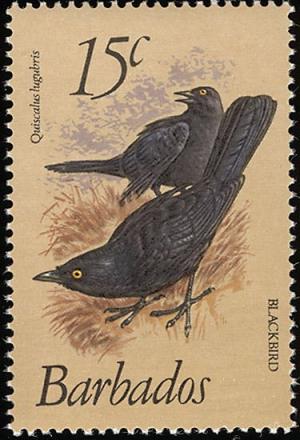 Colnect-863-971-Carib-Grackle-Quiscalus-lugubris.jpg