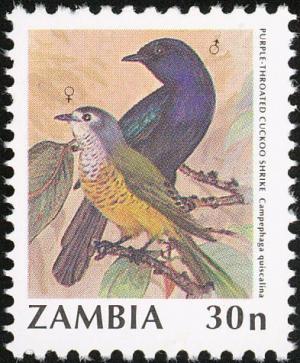 Colnect-864-851-Purple-throated-Cuckoo-shrike-Campephaga-quiscalina.jpg