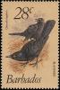 Colnect-578-223-Carib-Grackle-Quiscalus-lugubris.jpg