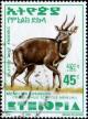 Colnect-2806-875-Menelik--s-Bushbuck-Tragelaphus-scriptus-meneliki.jpg