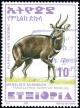 Colnect-3219-390-Menelik--s-Bushbuck-Tragelaphus-scriptus-meneliki.jpg