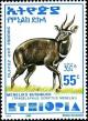 Colnect-3554-468-Menelik--s-Bushbuck-Tragelaphus-scriptus-meneliki.jpg