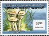 Colnect-3151-751-Clitocybe-gibba.jpg