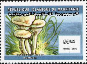 Colnect-3151-751-Clitocybe-gibba.jpg