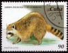 Colnect-1451-382-Raccoon-Procyon-lotor.jpg