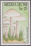 Colnect-1496-898-Leucoagaricus-naucinus.jpg