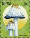 Colnect-3117-563-Coprinus-comatus.jpg