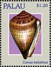 Colnect-4909-970-Conus-betulinus.jpg