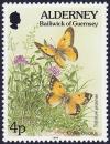 Colnect-5180-992-Dark-Clouded-Yellow-Colias-croceus-Red-Clover-Trifolium-.jpg