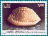 Colnect-550-057-Stippled-Cowry-Cypraea-staphylea.jpg