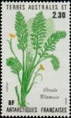 Colnect-886-064-Cotula-plumosa.jpg