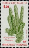 Colnect-886-065-Lycopodium-saururus.jpg