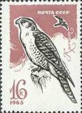 Colnect-193-980-Gyrfalcon-Falco-rusticolus.jpg