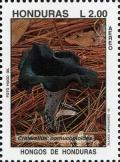 Colnect-3106-867-Craterellus-cornucopioides-Black-trumpet.jpg