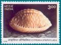 Colnect-550-057-Stippled-Cowry-Cypraea-staphylea.jpg