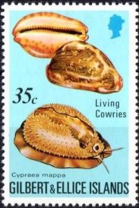 Colnect-2244-471-Map-Cowry-Cypraea-mappa.jpg