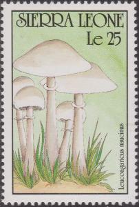 Colnect-1496-898-Leucoagaricus-naucinus.jpg