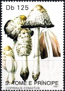 Colnect-2954-806-Coprinus-comatus.jpg