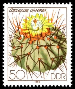 Colnect-1982-099-Copiapoa-cinerea.jpg