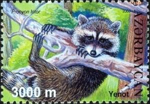 Colnect-1598-259-Raccoon-Procyon-lotor.jpg