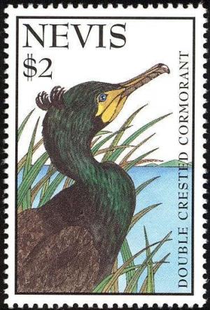 Colnect-1646-426-Double-crested-Cormorant-Phalacrocorax-auritus.jpg