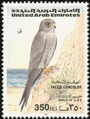 Colnect-1646-522-Sooty-Falcon-Falco-concolor-nbsp-.jpg