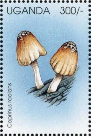 Colnect-1712-464-Coprinus-radians.jpg