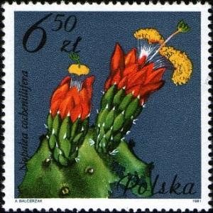 Colnect-1977-634-Nopalea-cochenillifera-Cactaceae.jpg