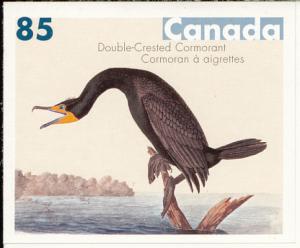 Colnect-2264-661-Double-crested-Cormorant-Phalacrocorax-auritus.jpg