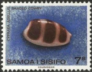 Colnect-2613-288-Banded-Cowrie-Cypraea-asellus.jpg